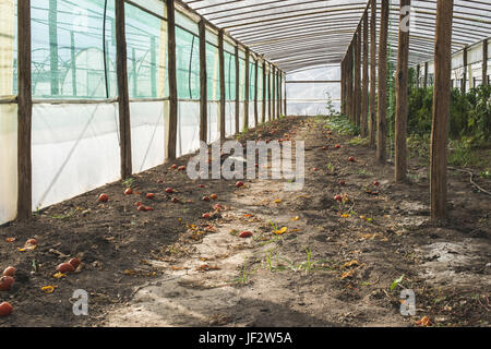 Leere Tomaten Gewächshaus Stockfoto