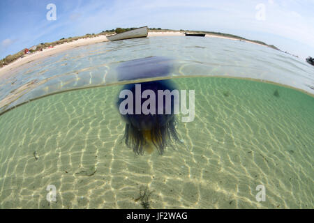 Blaue Quallen am Strand am St Martins, Scilly-Inseln Stockfoto