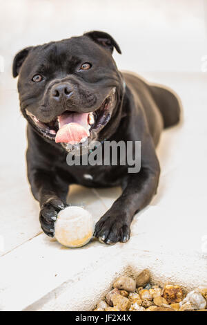 Glücklich lächelnde schwarze Staffordshire Bull Terrier Hund liegend mit einem alten Tennisball auf weißen Fliesenboden außerhalb. Er lächelt in die Kamera mit Stockfoto