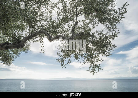 Olive Tree am Strand Stockfoto