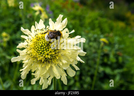 Riese scabious, Cephalaria gigantea, Blume mit Biene, Bombus sylvestris, Schottland, Großbritannien Stockfoto