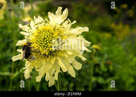 Riese scabious, Cephalaria gigantea, Blume mit Biene, Bombus sylvestris, Schottland, Großbritannien Stockfoto