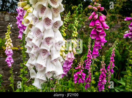 Nahaufnahme von weiß gesprenkelten Digitalis Foxglove, digitalis purpurea alba, Schottland, UK Stockfoto