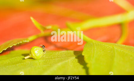 Die Ameise auf das grüne Blatt zieht die Samen. Miniatur Welt Schutz der Umwelt und der Kampf gegen die globale Erwärmung. Stockfoto