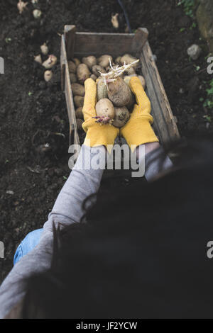 Die Aussaat von Kartoffeln Stockfoto