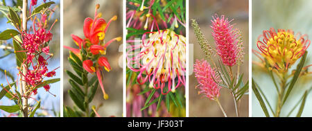 Panorama-Banner von Frühling und Winter Frühling, Winter, Blumen des australischen Einheimischen Grevillea Wildblumen Stockfoto