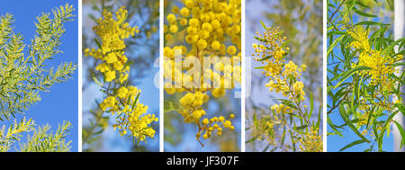 Panorama Banner Hintergrund des australischen golden Wattle Akazie gegen blauen Himmel Stockfoto