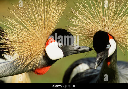 East African grau oder grau-necked, gekrönte Kräne Balearica Regulorum Gibbericeps. Geklebte paar in eine intime Nähe begegnen während putzen. Männliche bi Stockfoto