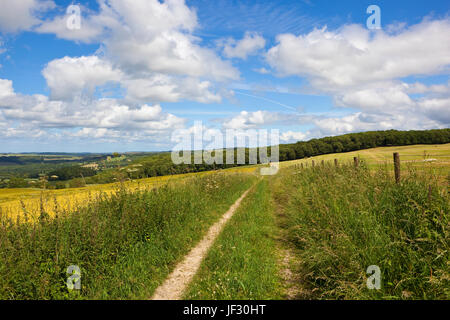 ein Maultierweg in Richtung Wald und Blick auf die landwirtschaftliche Landschaft von Yorkshire Wolds unter einem blauen Sommerhimmel Stockfoto