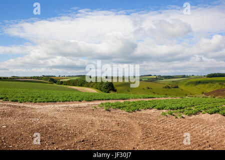 Hang-Kartoffel-Pflanzen mit bewaldeten Hügeln und Hecken in die Yorkshire Wolds bei blau bewölktem Himmel im Sommer Stockfoto