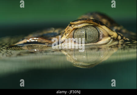 Auge des jungen amerikanischen Alligator Alligator Mississippiensis. Knapp oberhalb der Wasserlinie Oberfläche. NASE ENDE NACH RECHTS. Stockfoto