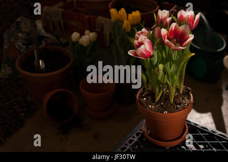 Pflanzung im Frühjahr Stockfoto