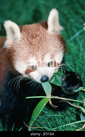 Rot oder Lesser, Panda Ailurus Fulgens. Holding und Bambusblätter zu essen. Stockfoto