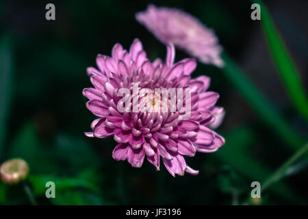 Schuss von Chrysanthemen in der Nähe Stockfoto