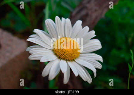 Makroaufnahme der weißen Oxeye Daisy Blume in der Nähe Stockfoto