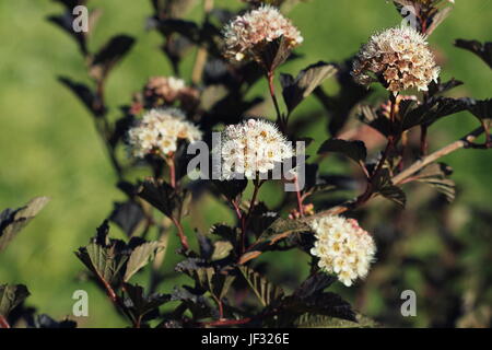 Ninebark oder Physocarpus Opulifolius Strauch Bloosom im Garten. Zwergstrauch mit tiefroten Blättern für Landschaftsgärtnerei Stockfoto