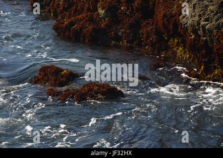 Impressionen vom Fort Bragg Glas Strand in Mendocino County vom 28. April 2017, Kalifornien USA Stockfoto