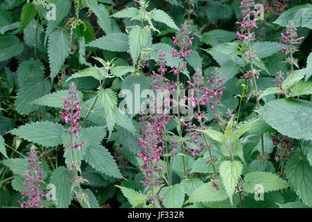 Hedge Woundwort in Blüte, Niederwendischen sylvatica Stockfoto