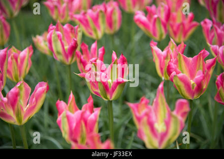 Tulip Virichic, Lilienblüten-Tulpe Stockfoto