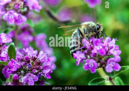 Biene auf Thymus Pulegioides "Kurt", breitblättrigen Thymian, Zitronenthymian, Bestäubung Stockfoto