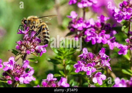 Biene auf Thymus Pulegioides "Kurt", breitblättrigen Thymian, Zitronenthymian, Bestäubung Stockfoto