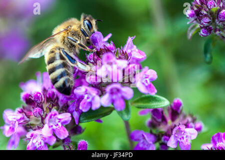 Biene auf Thymus pulegioides 'Kurt', breitblättrige Thymianpflanze, Zitronenthymian, Bestäubung Stockfoto