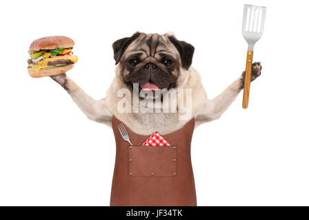 Mops Hund trägt Grill Lederschürze, Hamburger und Spachtel, isoliert auf weißem Hintergrund hält lächelnd Stockfoto