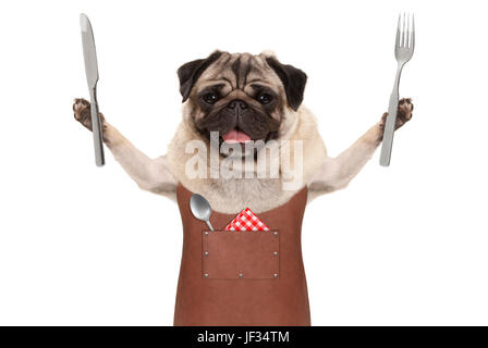 Mops Hund tragen Grill Lederschürze, Besteck für Essen, isoliert auf weißem Hintergrund hält lächelnd Stockfoto