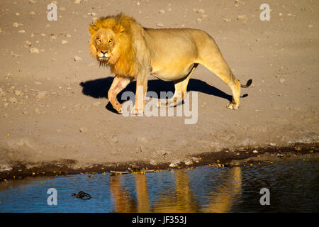 Große männlichen Löwen besucht Wasserloch nach dem Essen auf einen Kill (Hinweis fetten Bauch). Etosha Nationalpark, Namibia Stockfoto