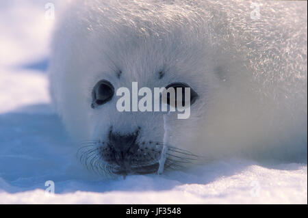 Harp Seal Pup (Phoca Goenlandica) auf dem Eis, Magdalen Inseln, Kanada. Welpen sind nur für ein paar Wochen nach der Geburt weiß. Stockfoto
