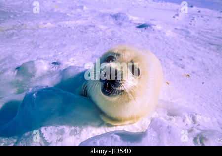 Harp Seal Pup (Phoca Goenlandica) auf dem Eis, Magdalen Inseln, Kanada. Welpen sind nur für ein paar Wochen nach der Geburt weiß. Stockfoto
