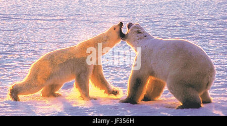 Weiblicher Eisbär (links) greift ein großer Mann in der Verteidigung von ihr junges. Cape Churchill, Manitoba, Kanada, Eisbär-Hauptstadt der Welt. Stockfoto