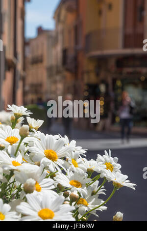 Weiße Blumen wachsen aus einer Pflanzmaschine auf der Straße in der Fußgängerzone Corso Umberto, Taormina, Provinz Messina, Sizilien, Italien. Stockfoto