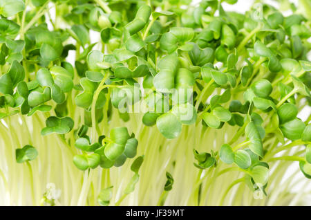 Rettich, frischen Sprossen und junge Blätter. Eine essbare Kräuter und Microgreen. Auch Winter, japanischen und orientalischen Rettich oder wahre Rettich genannt. Stockfoto