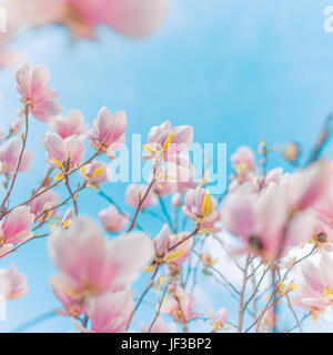 Erstaunlich Frühling Blumen Hintergrund. Die hellen und weichen Frühling Sommer Hintergrund mit Blumen und blauer Himmel. Abstrakt floral Konzept für Frühling Stockfoto