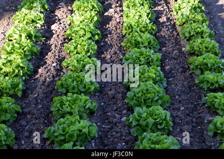 Zunehmender Salat in Folge Stockfoto