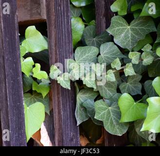 Ivy bedeckte Mauer einer alten Hütte Stockfoto