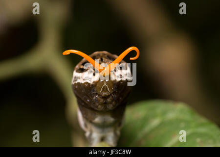 König Schwalbenschwanz, Papilio Thoas, Raupe oder Larve, erweitert seine Osmaterium um eine Schlange doppelzüngig zu imitieren. La Selva, Costa Rica Stockfoto