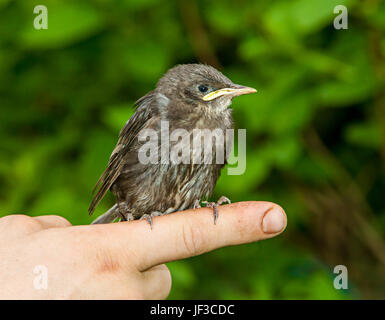 Die Hand des Mannes inmitten Vögel Stockfoto