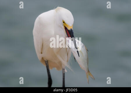 Snowy Egret Essen ein Fisch, ein Fischen Haken durch den Mund Stockfoto