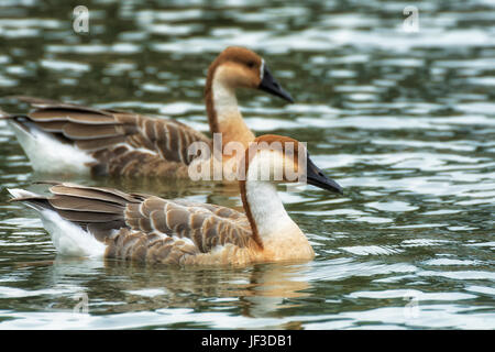 Schwanengans in Heidelberg. Stockfoto