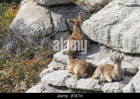 Familie der Ziegen, Sonnenbaden auf den Felsen in Torcal, Spanien Stockfoto