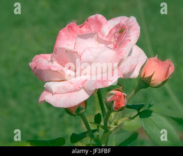 Antike Rose mit Spinne in Antique Rose Emporium Gardens in der Nähe von Brenham, Texas. Stockfoto