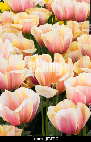 Darwin Hybrid Tulpe, Tulipa "AD REM Schönheit", im Keukenhof Gärten in Süd-Holland in den Niederlanden. Stockfoto