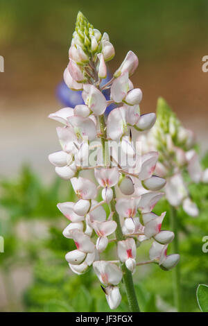 Weißen Texas Bluebonnet (oder Lupine), Lupinus Texensis, Mercer Arboretum in Spring, Texas. Stockfoto