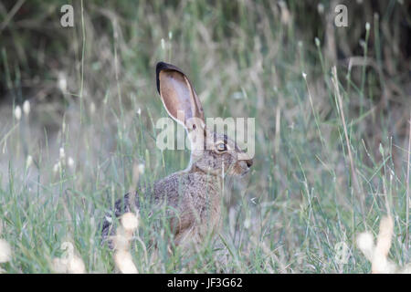 Alert schwarz-angebundene Jackrabbit (Lepus Californicus) getarntes. Stockfoto