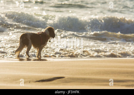 Ein Hund, der Blick auf das Meer am späten Nachmittag auf der hawaiianischen Insel Maui. Stockfoto