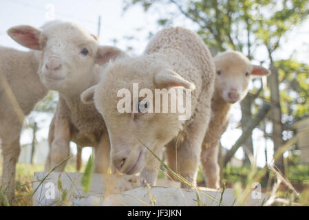 Lämmer füttern Stockfoto