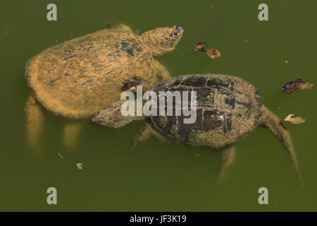 Rot lackierte Schildkröten (Chrysemys Picta) Stockfoto