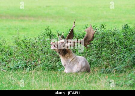 Damwild Hirsch im Gras liegend Stockfoto